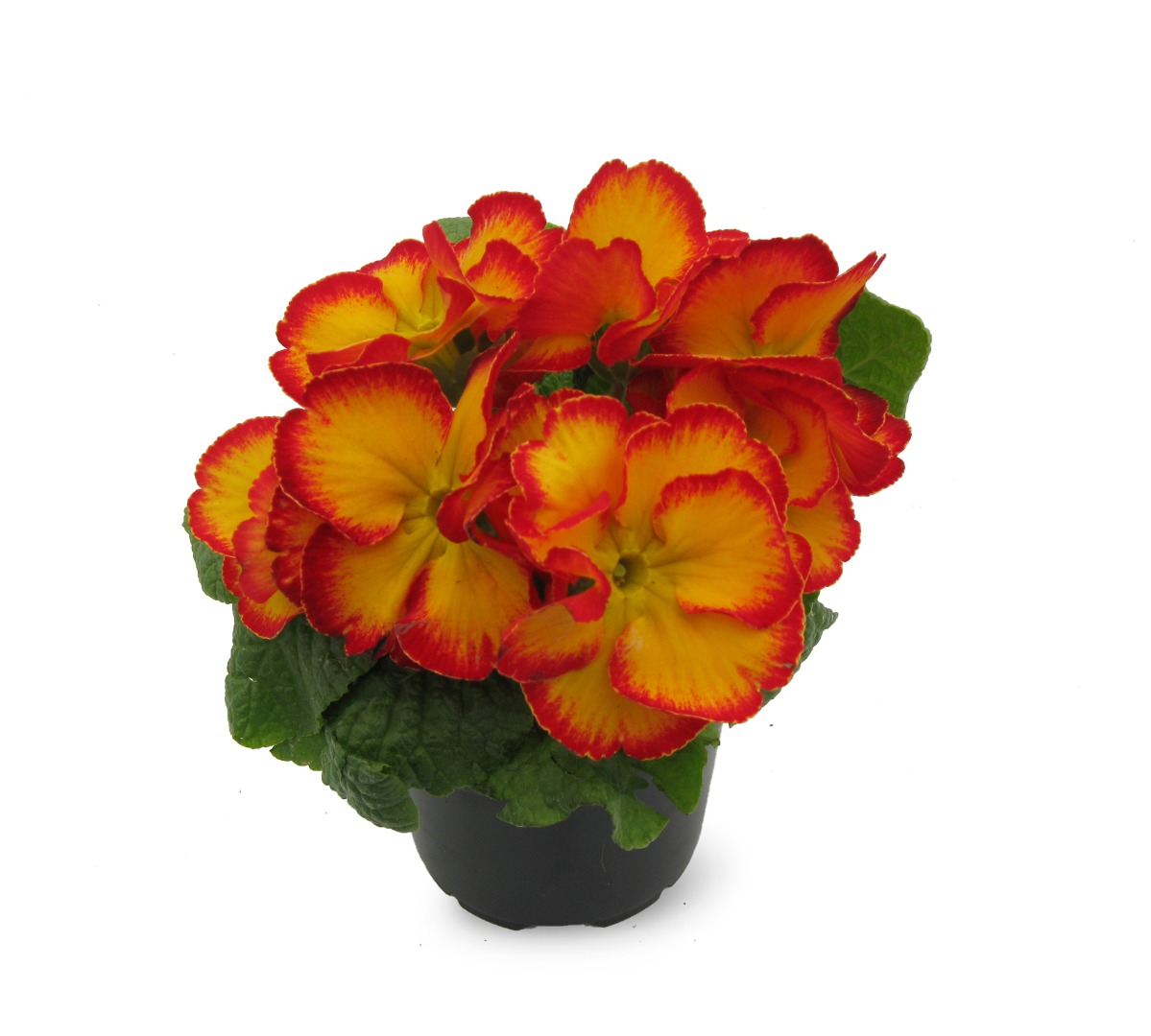 Primula, 9 cm, in ghiveci