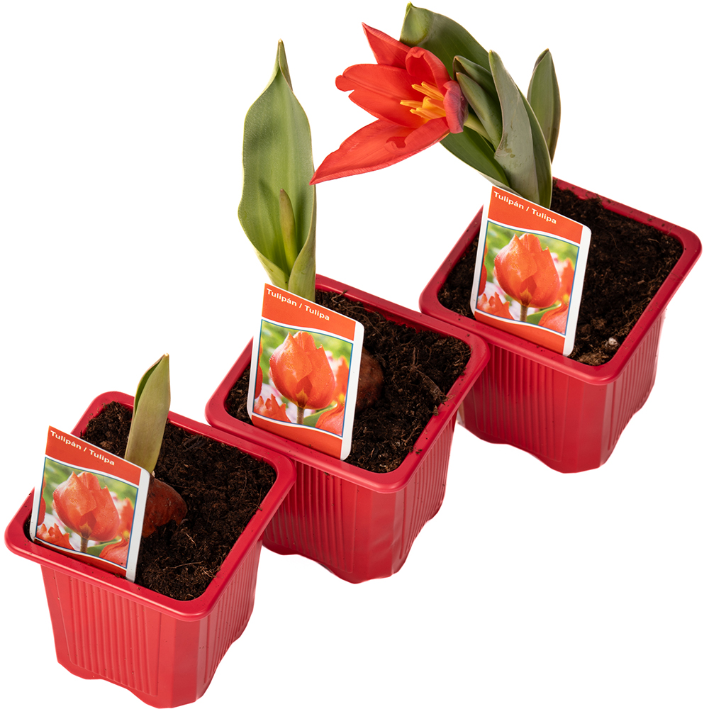 Bulbi lalele Tulipa x hybrida DALIA PROD, 1 buc