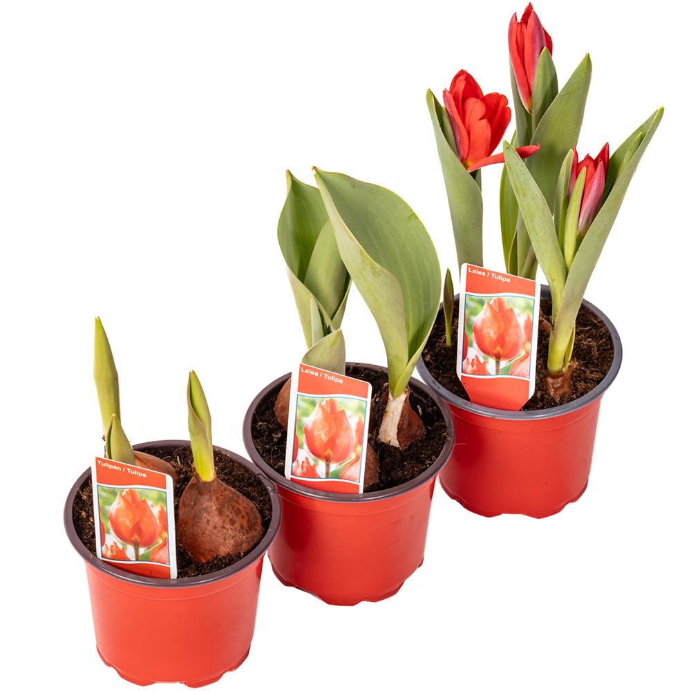 Bulbi lalele Tulipa x hybrida DALIA PROD, 1 buc