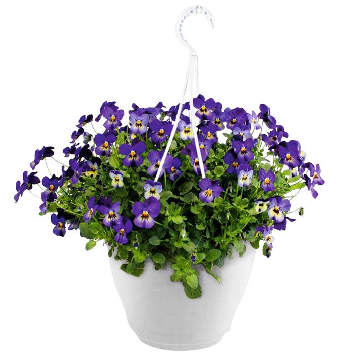 Viola Curgatoare 19