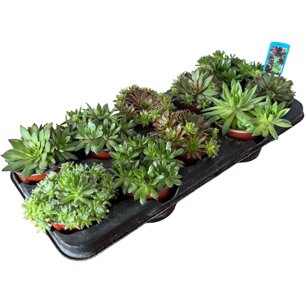 Mix plante suculente, D13 cm, H20 cm