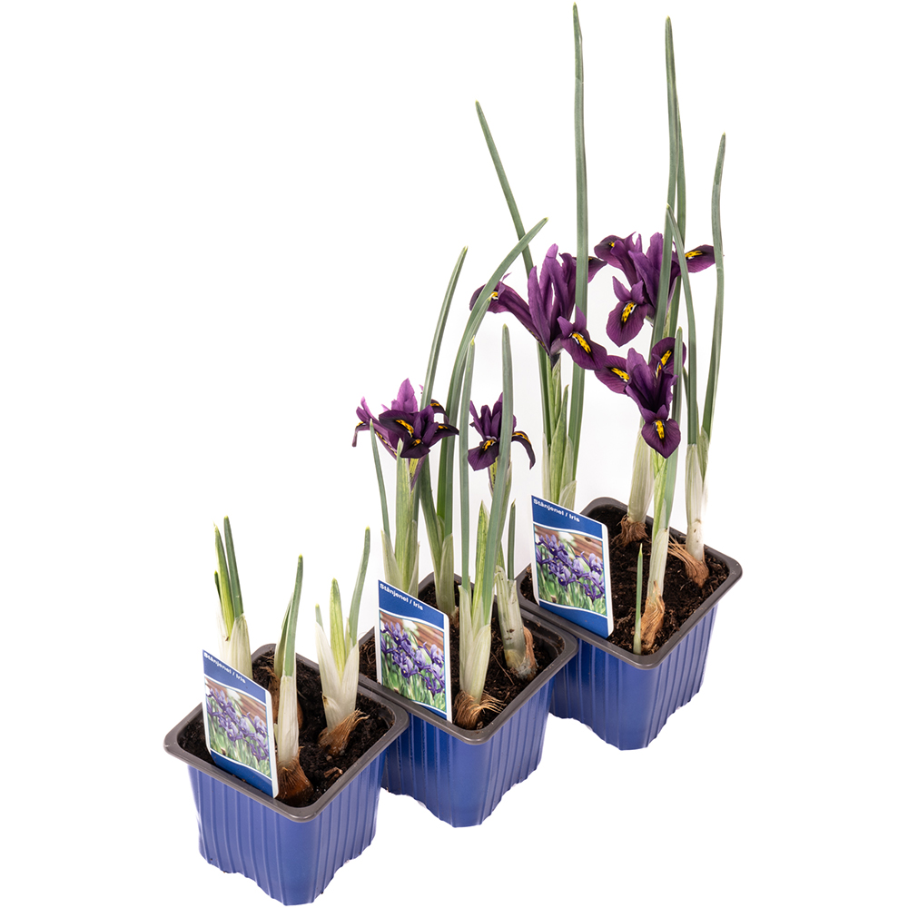 Floare De Iris