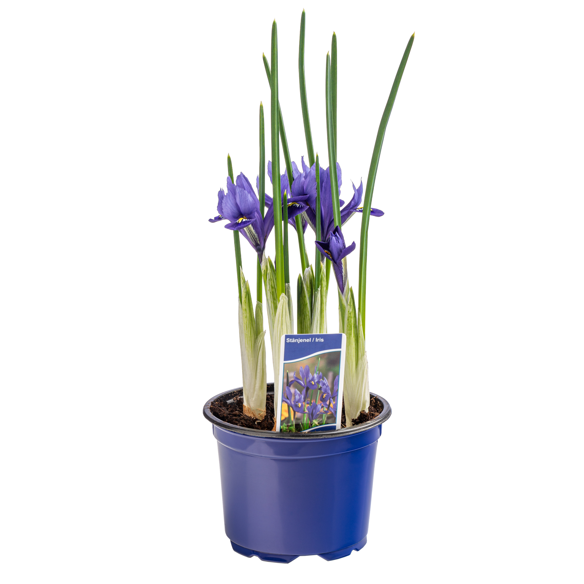 Iris 5 Bulbi D9