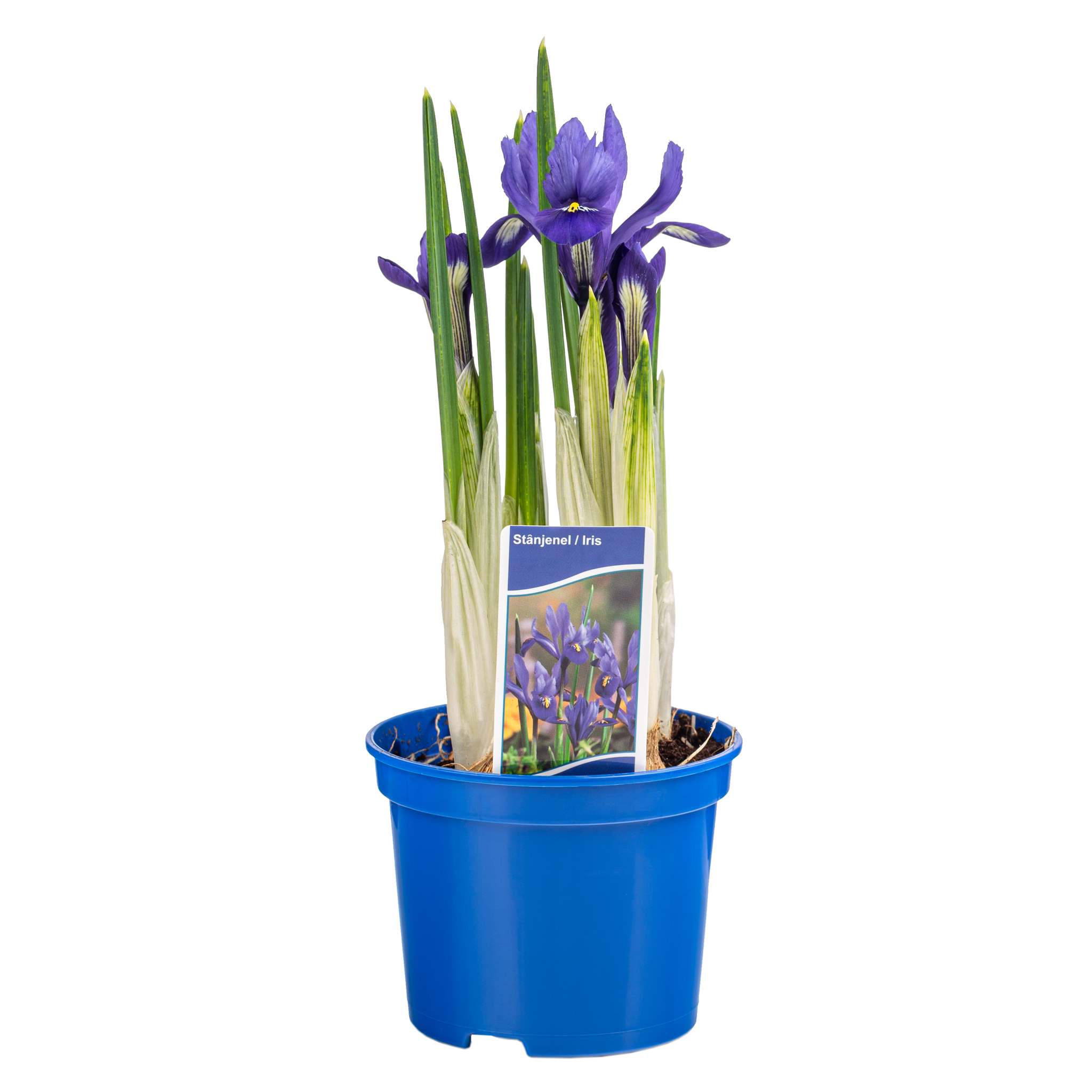 Iris 5 Bulbi D9