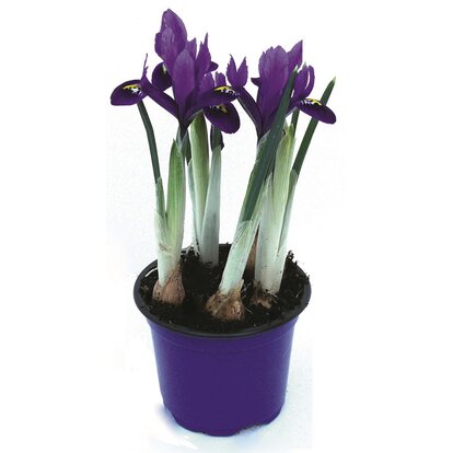 Iris 5 Bulbi D9