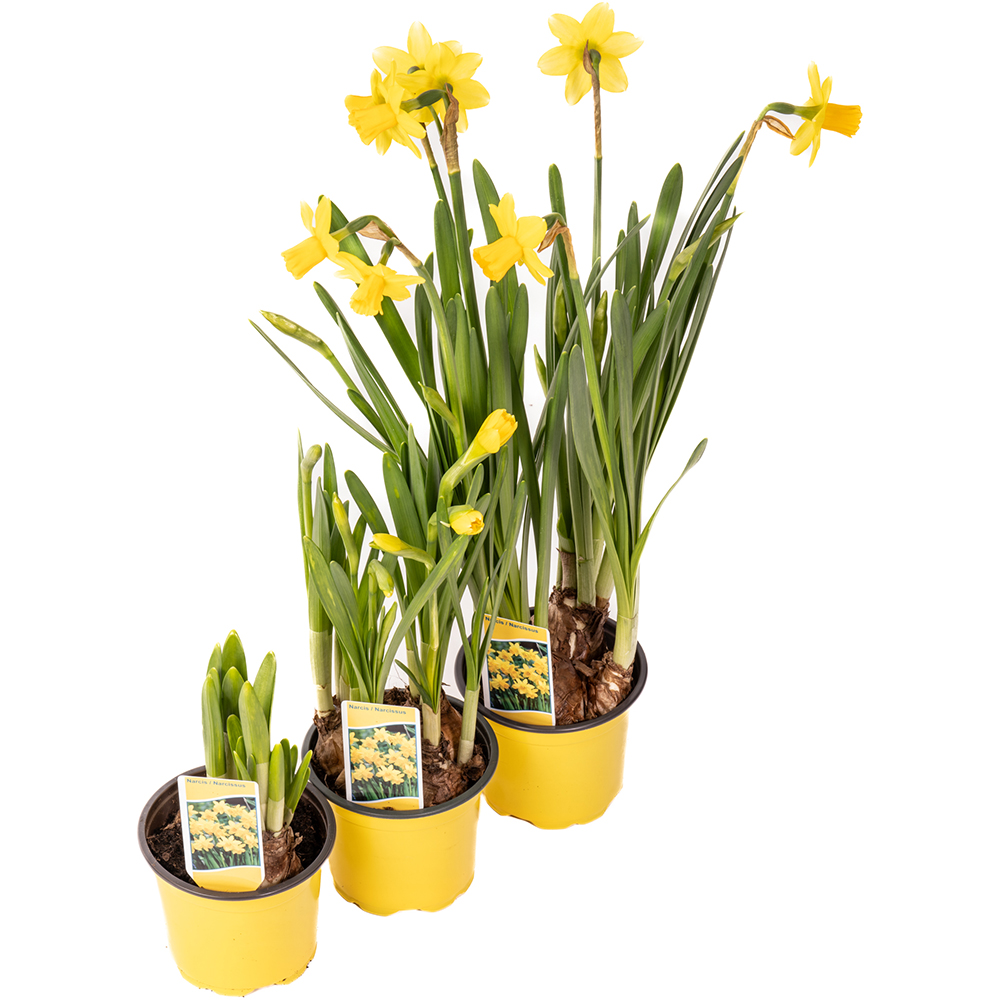 Narcis, 9 cm 