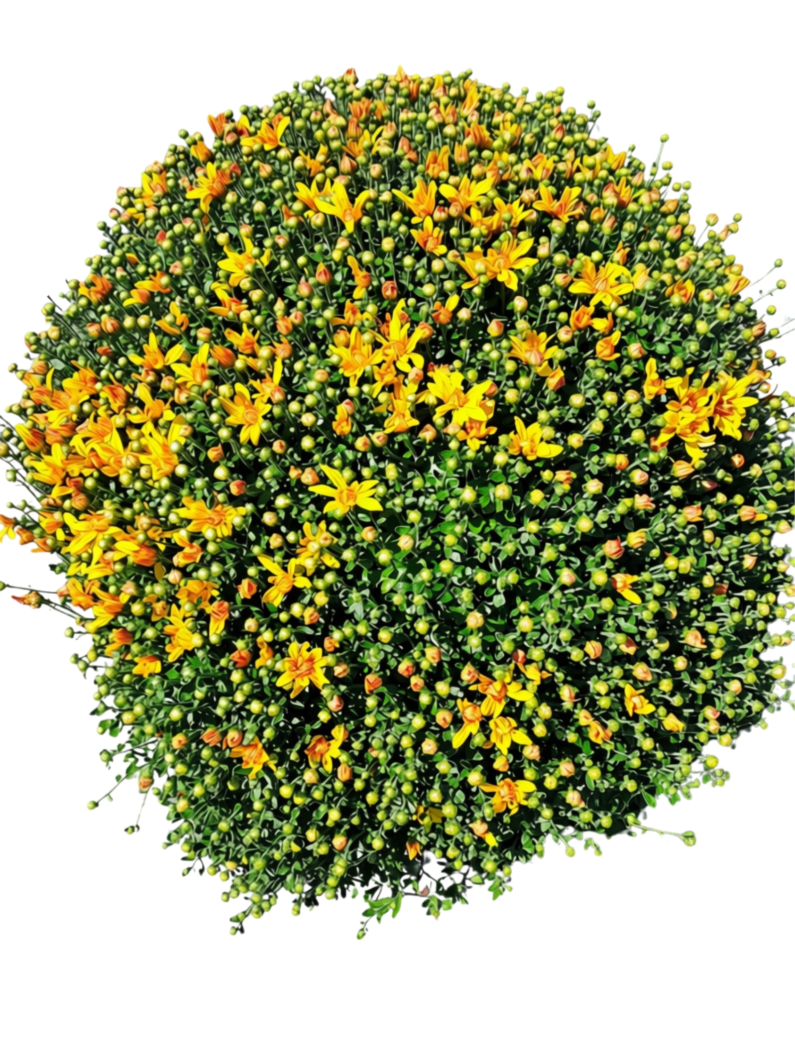 Crizantema, H 60 cm