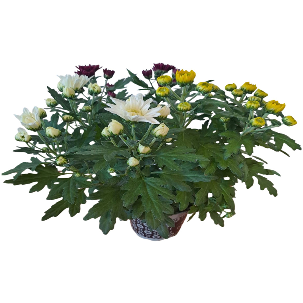 Crizantema multicolor, D13 cm, H20 cm