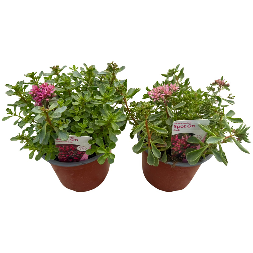 Sedum Telephium, D14cm, H50cm