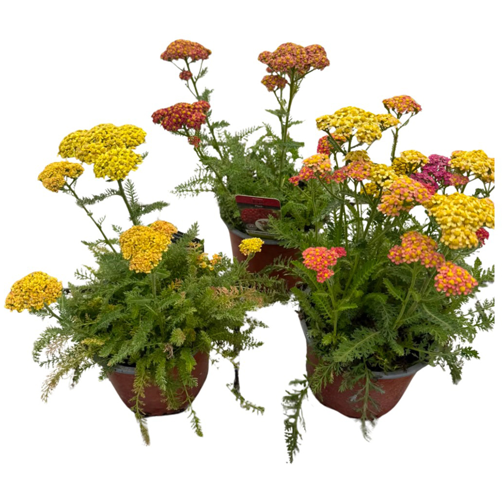 Achillea Millefolium, D15cm, H60cm