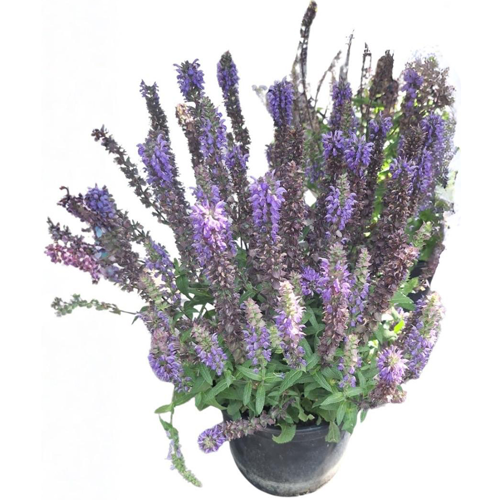 Salvia Nemerosa, D 19 cm, H 50 cm