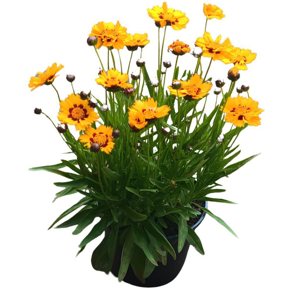 Coreopsis D 19 cm, H 50 cm