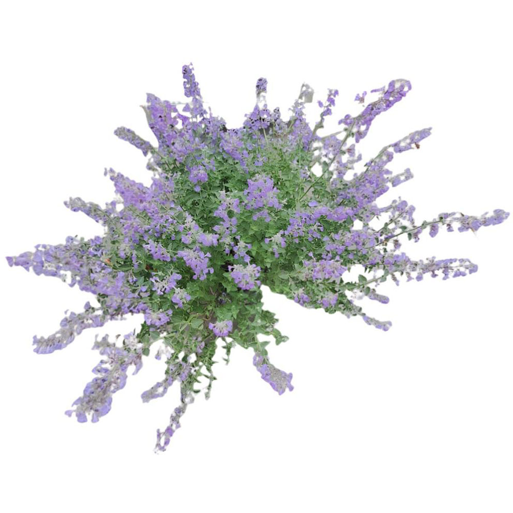 Nepeta, D 19 cm, H 50 cm