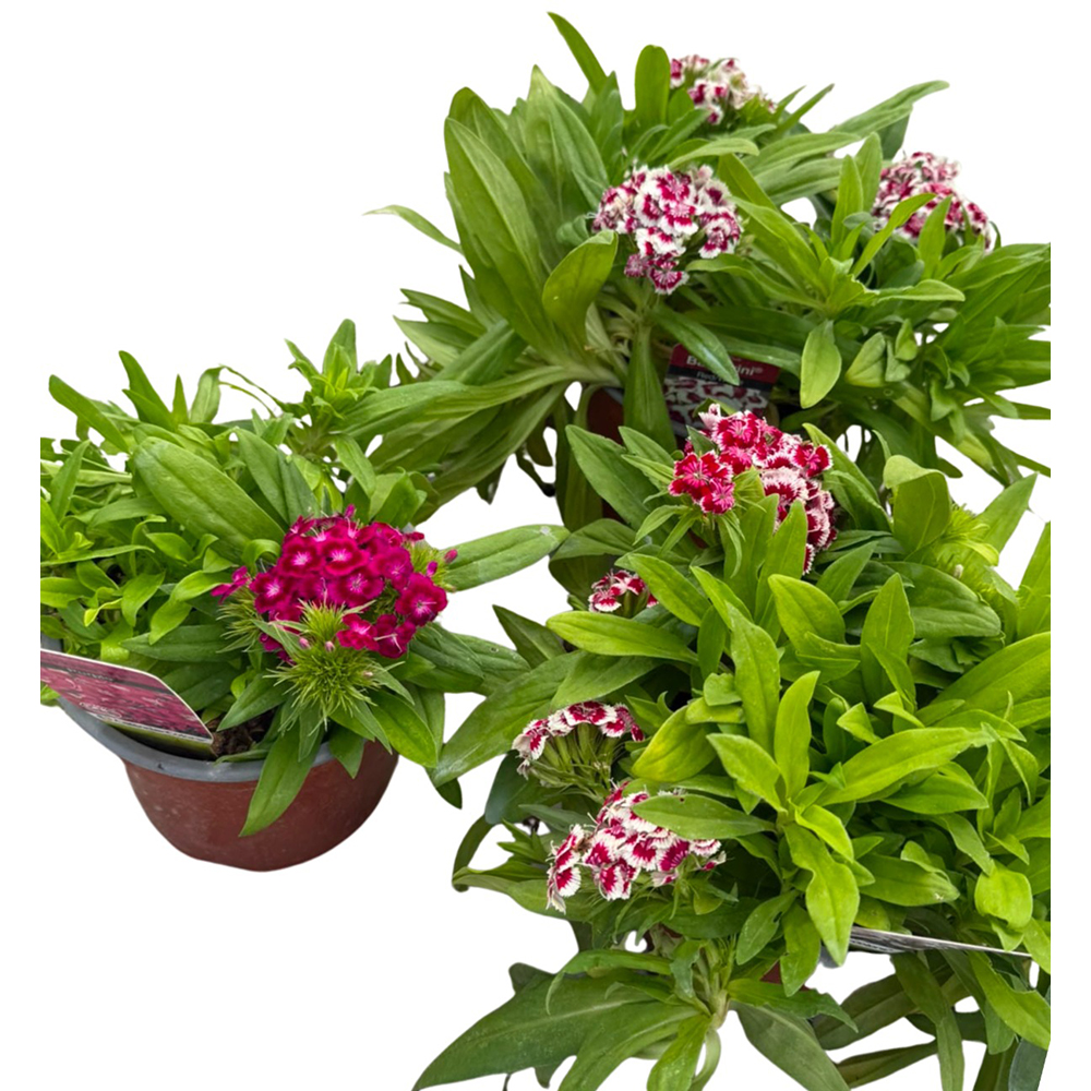 Dianthus Barbatus, D15cm, H30cm