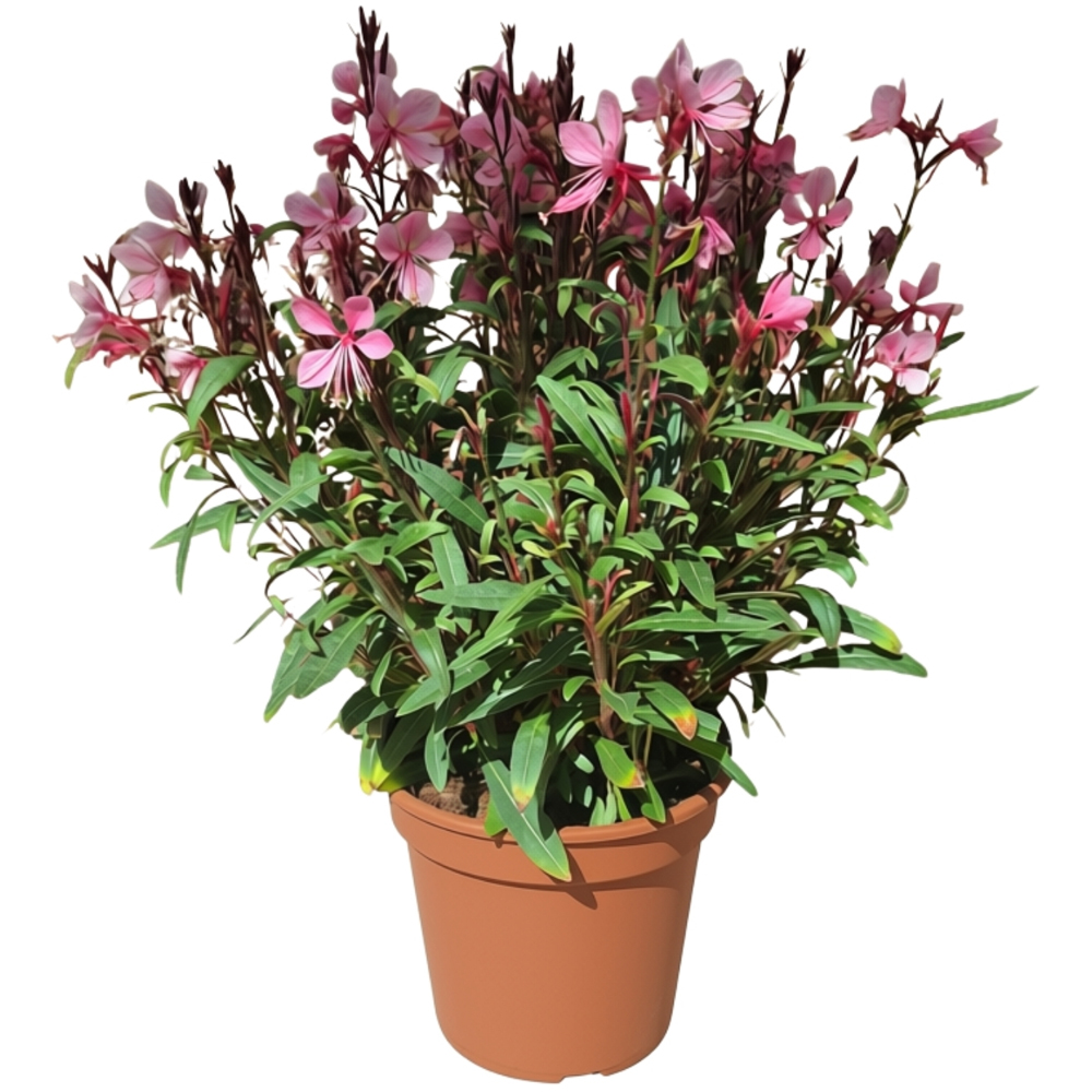 Floarea-fluture (Gaura), D 14 cm, H 50 cm
