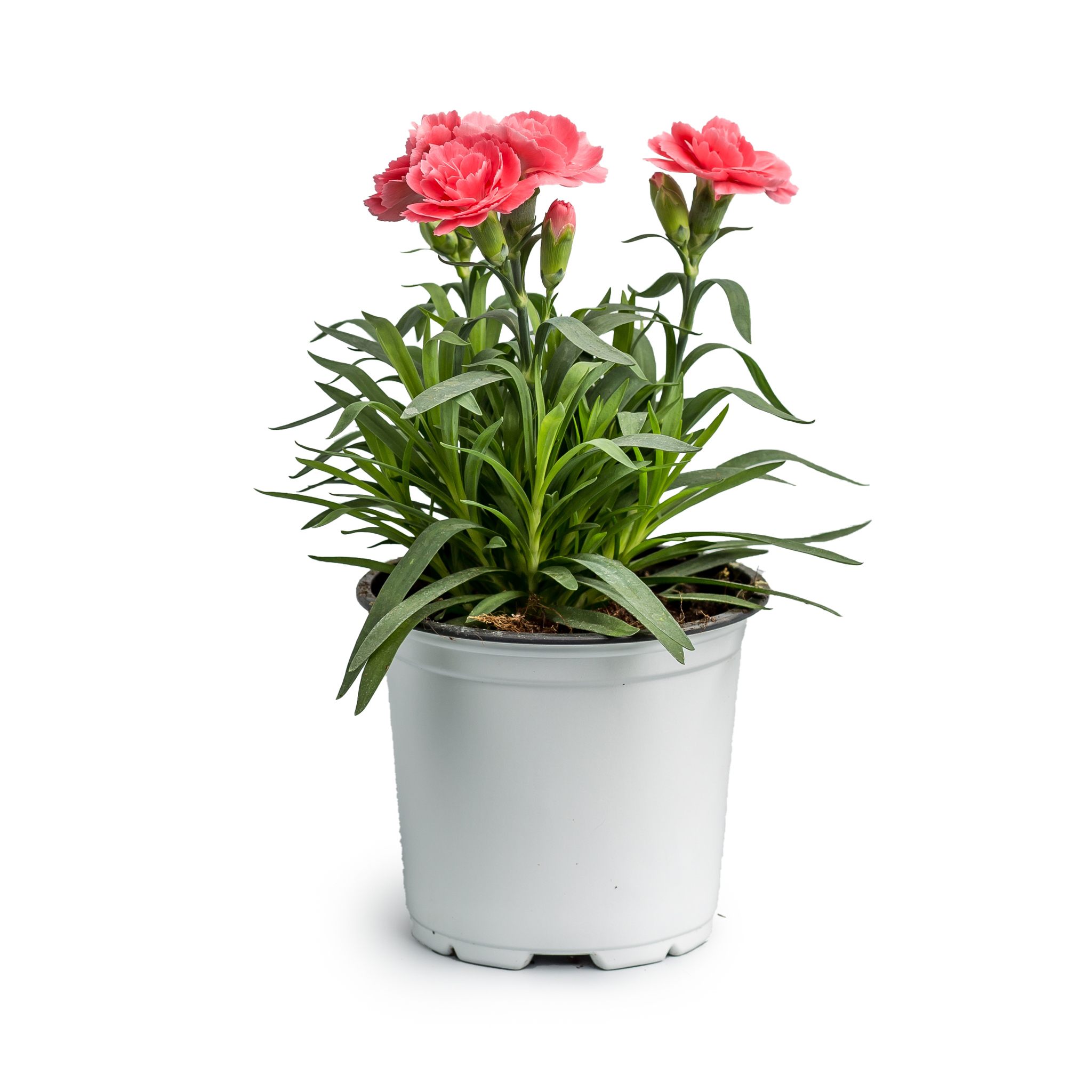 Garoafa (Dianthus caryophyllus) in ghiveci, D 9 cm
