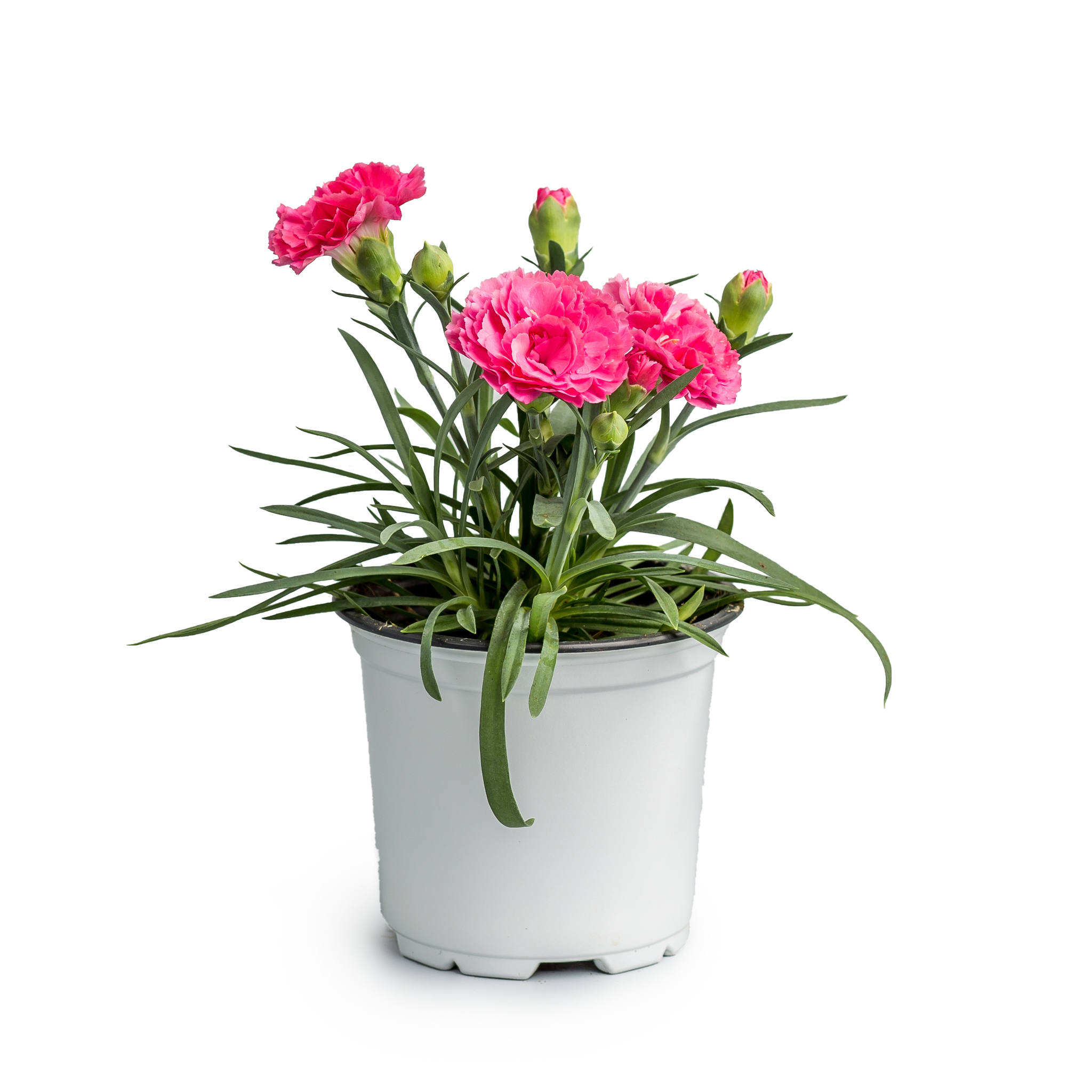 Garoafa (Dianthus caryophyllus) in ghiveci, D 9 cm
