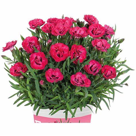 Garofita decorativa (Dianthus early love)