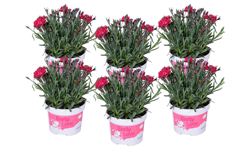 Garofita decorativa (Dianthus early love)