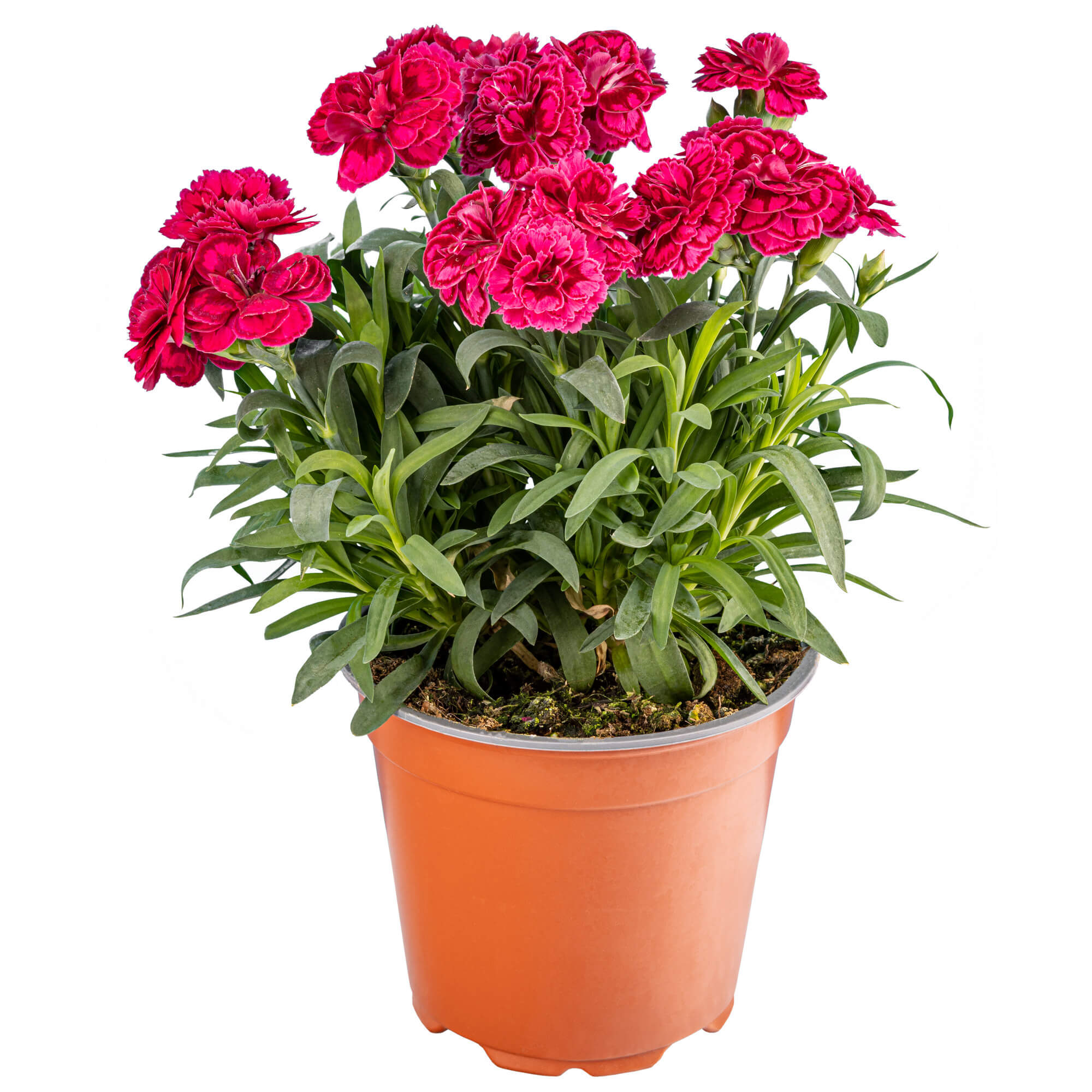 Garoafa (Dianthus caryophyllus) in ghiveci, D 13 cm