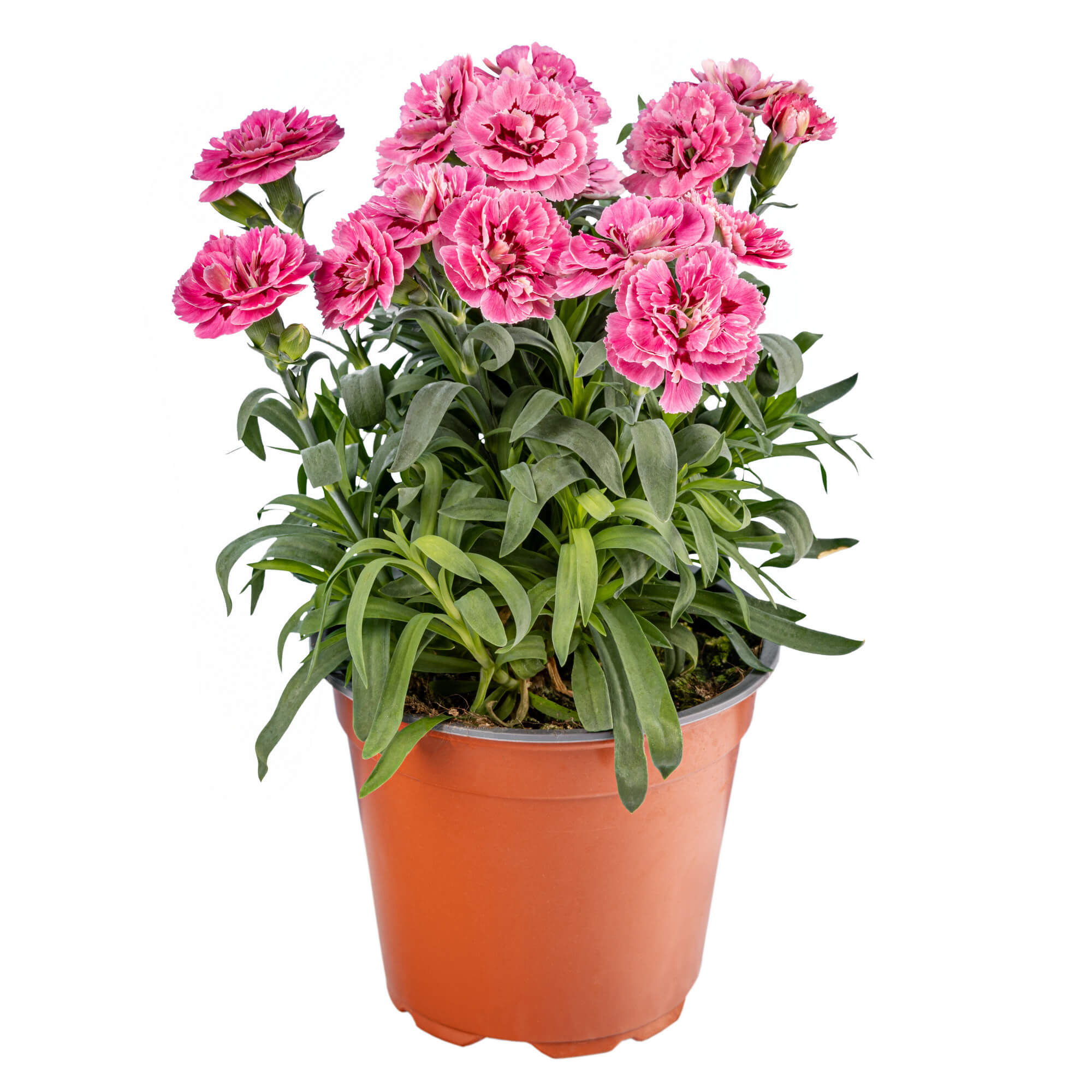Garoafa (Dianthus caryophyllus) in ghiveci, D 13 cm
