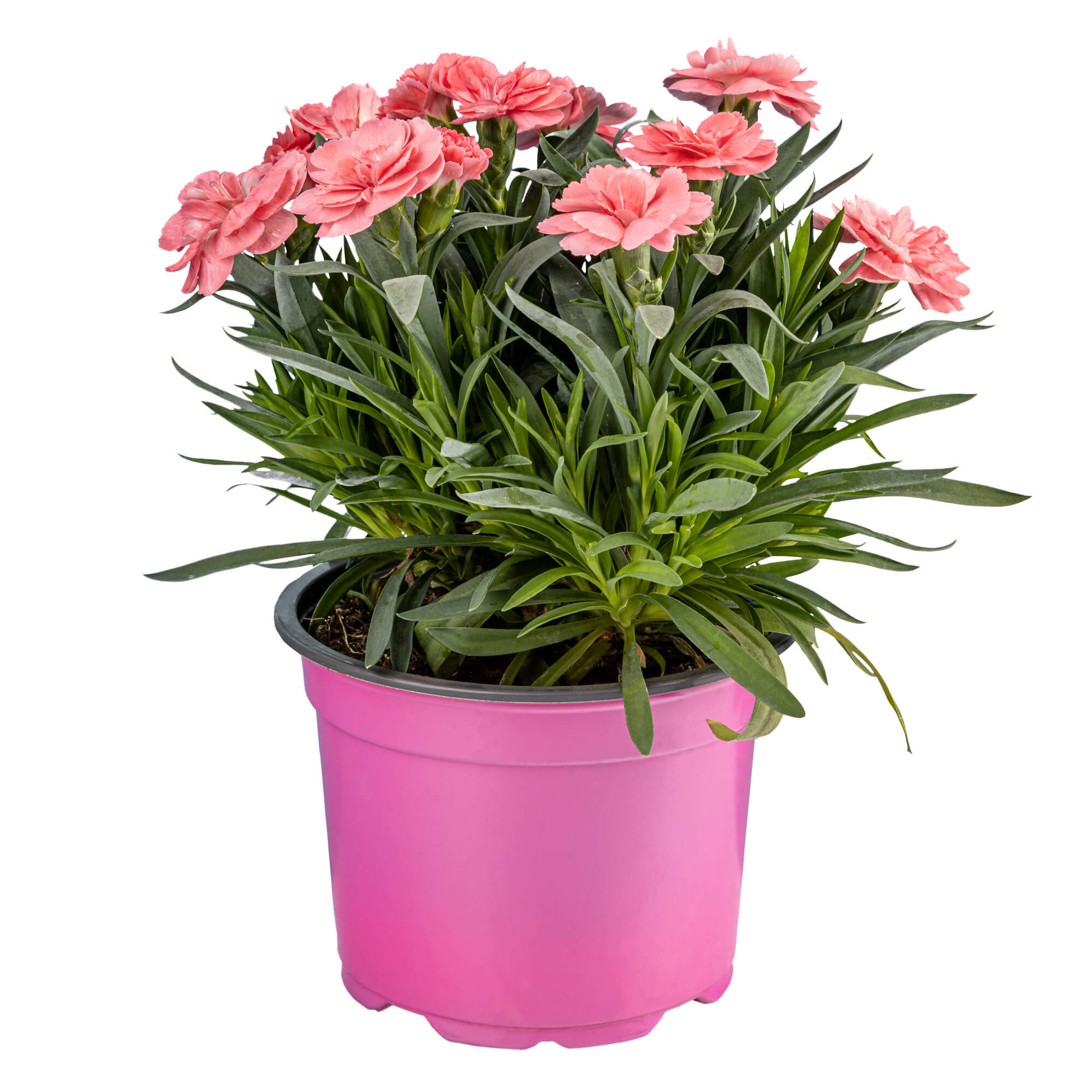 Garoafa (Dianthus caryophyllus) in ghiveci, D 13 cm