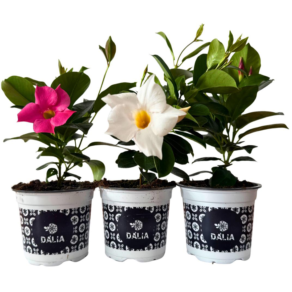 Dipladenia, D11 cm, H15 cm