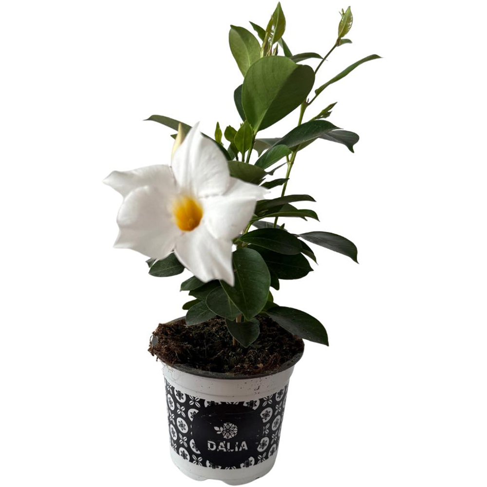 Dipladenia, D11 cm, H15 cm