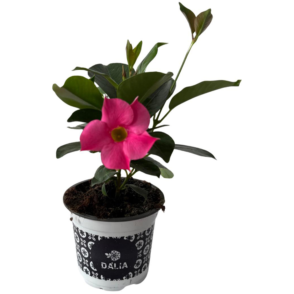 Dipladenia, D11 cm, H15 cm