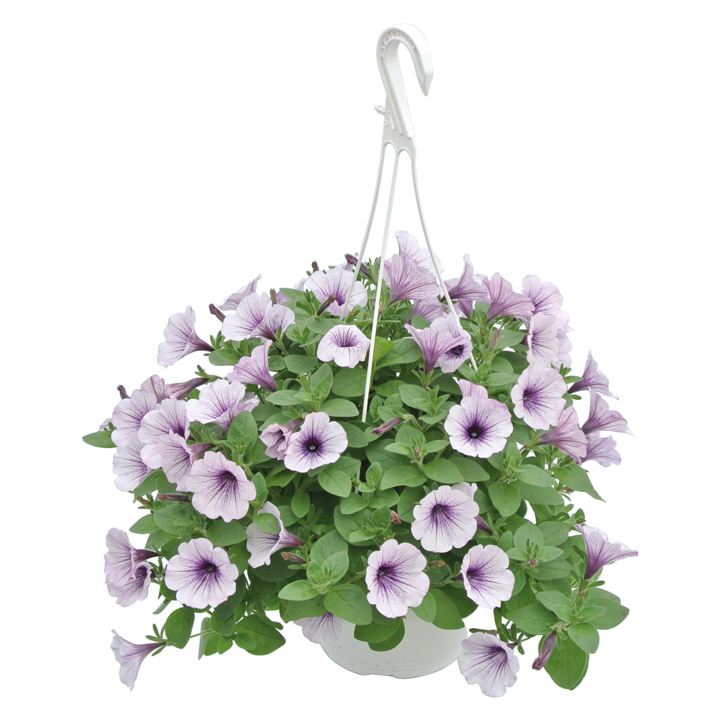 Petunia, in ghiveci, 19 cm