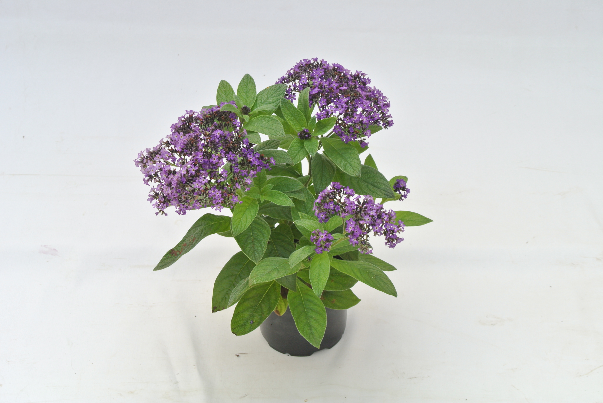Heliotropium, 12 cm