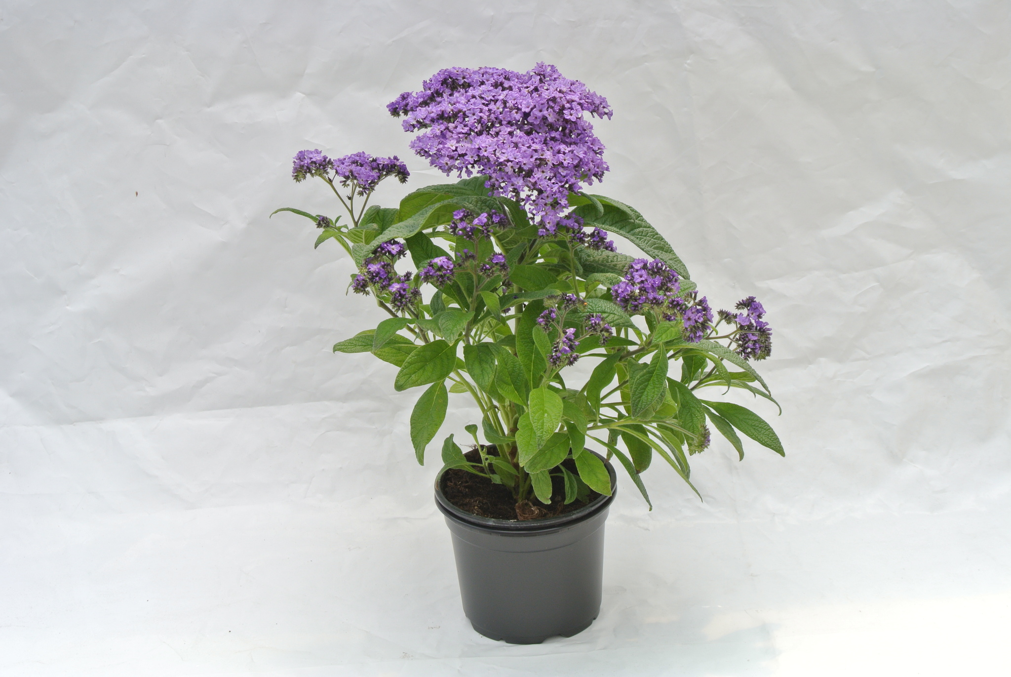 Heliotropium, 12 cm