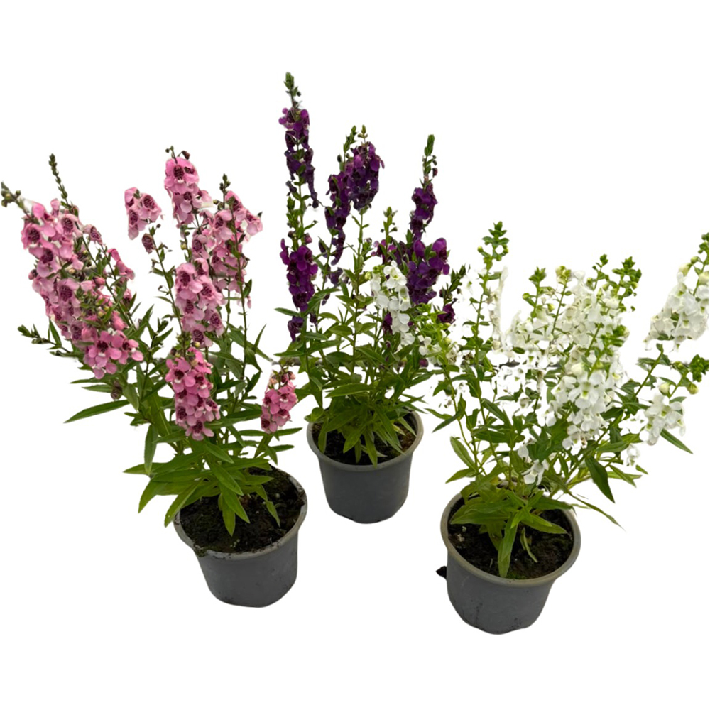 Angelonia Angustifolia, D10.5cm, H50cm