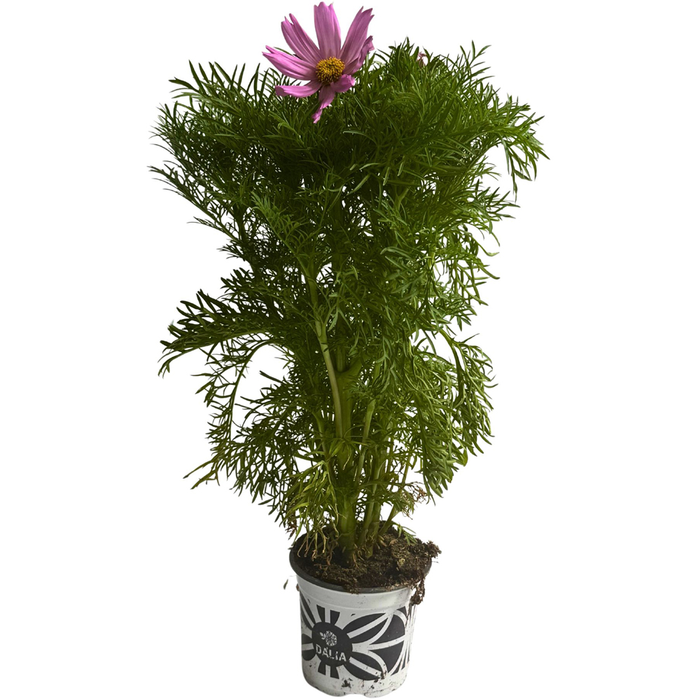 Cosmos (Cosmos bipinnatus), H 40 cm