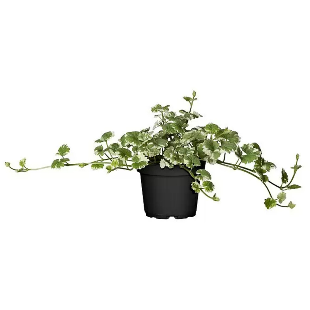 Glechoma (Glechoma hederacea), D13 cm, H20 cm
