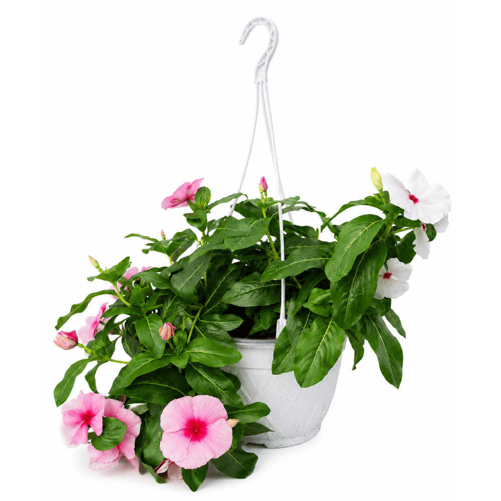 Vinca Cascade cu agatatoare, D 19 cm, H 50 cm