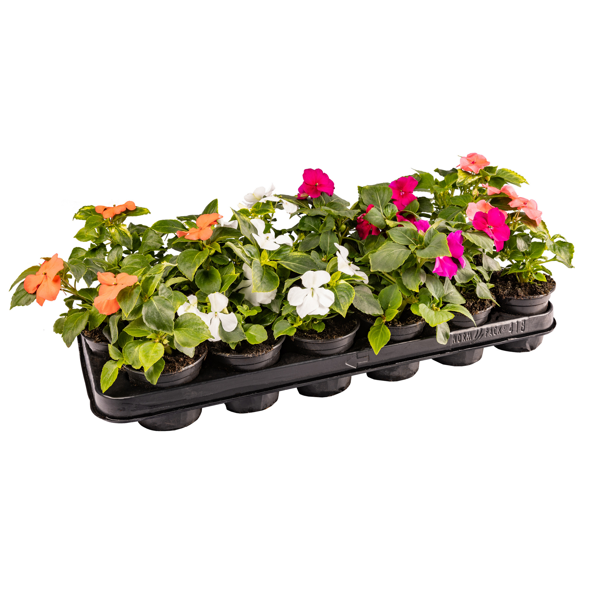 Impatiens Waleriana 9
