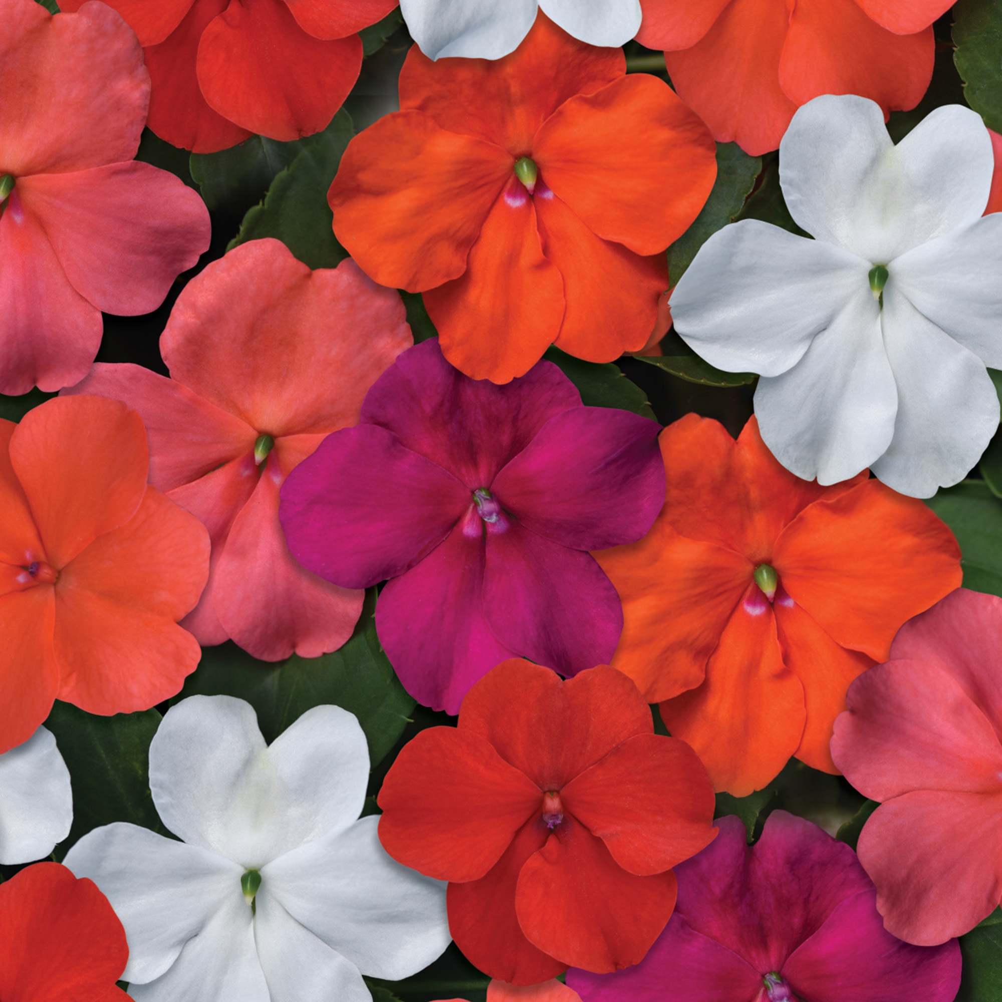 Impatiens Waleriana 9