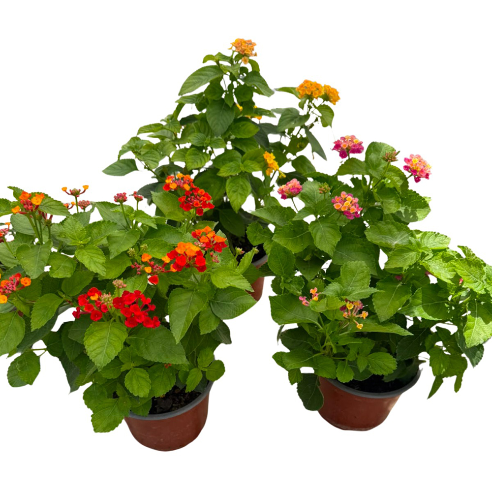 Lantana Camara, D15cm