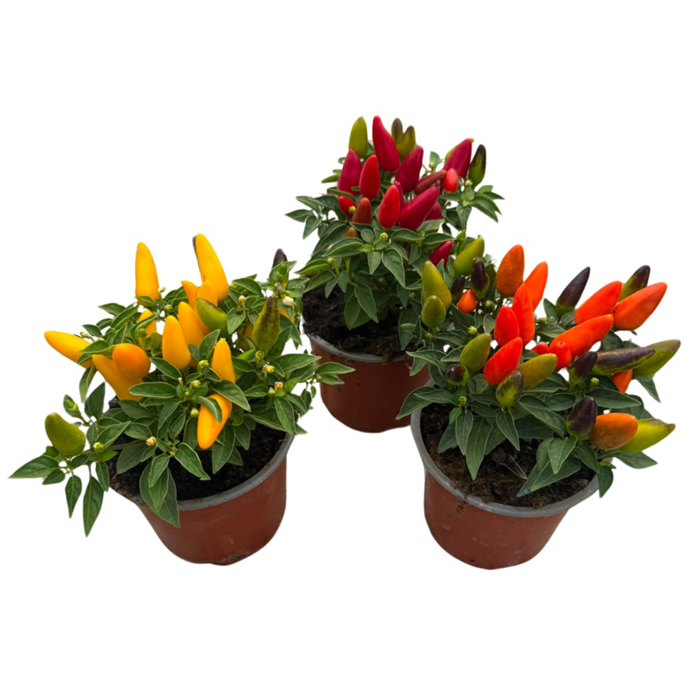 Chilli, D12cm, H40cm