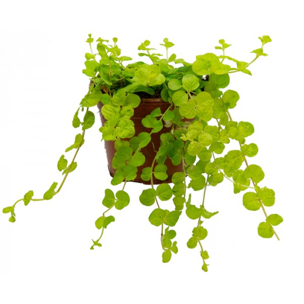 Galbioara (Lysimachia nummularia), H 20 cm