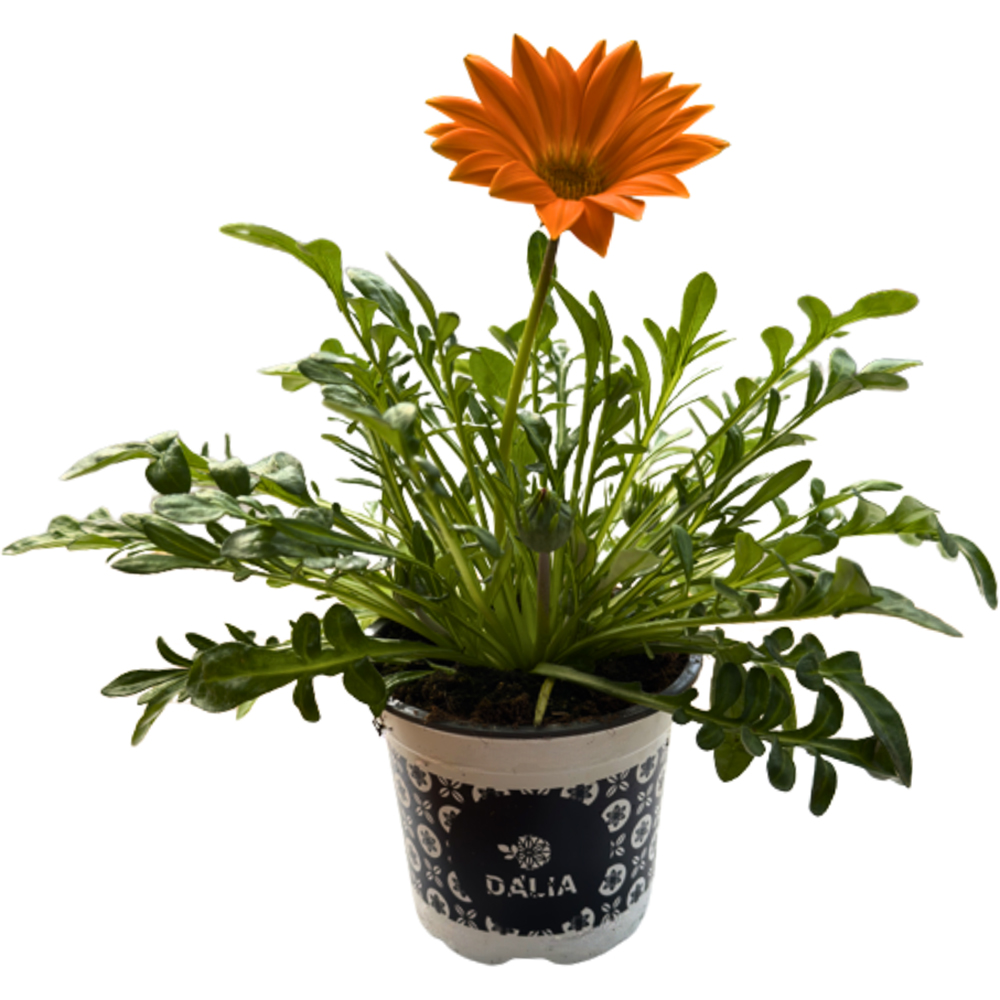 Planta Gazania, D 11 cm, H 20 cm