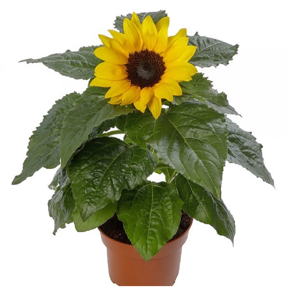 Floarea Soarelui  Helianthus, D 14 cm, H 25 cm