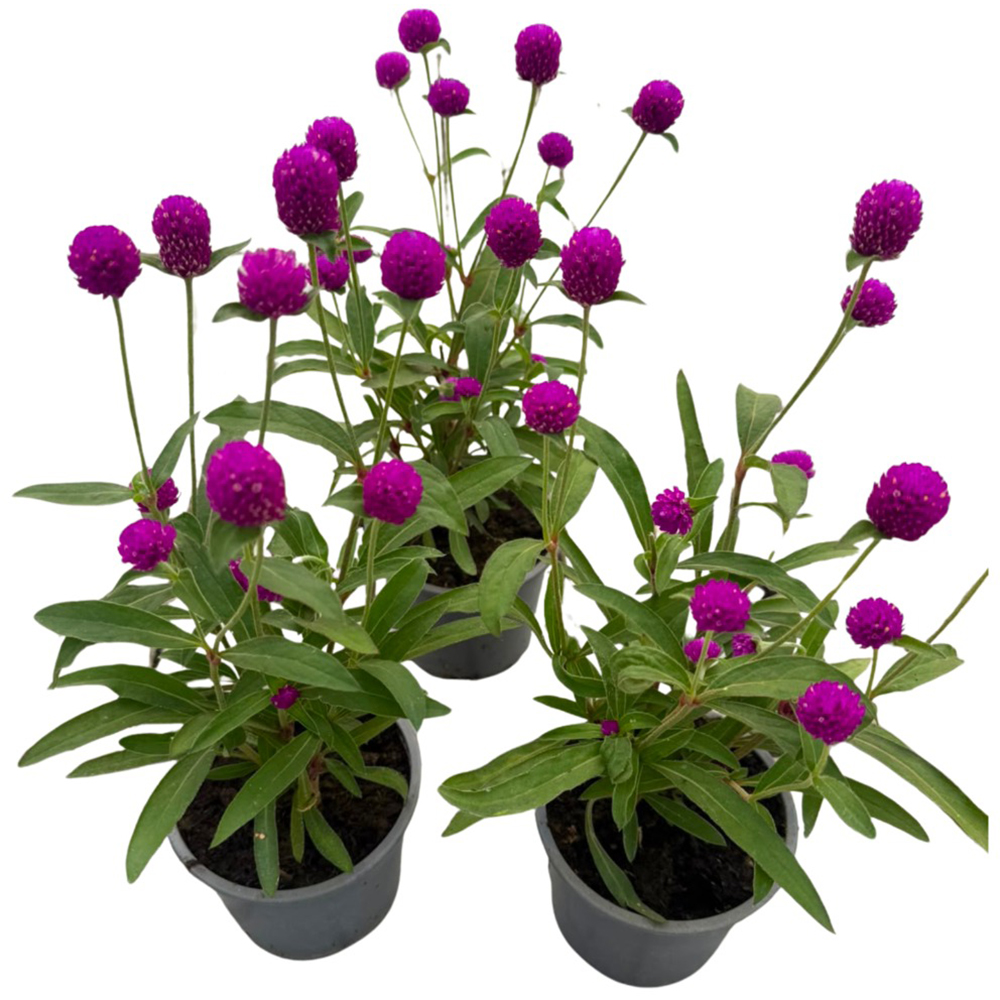 Gomphrena Globosa, D12cm, H50cm
