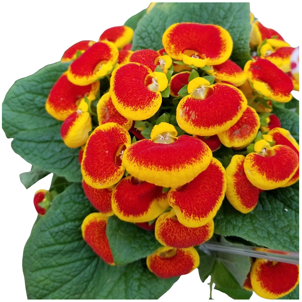 Floare Papuc Calceolaria, 20cm, multicolor