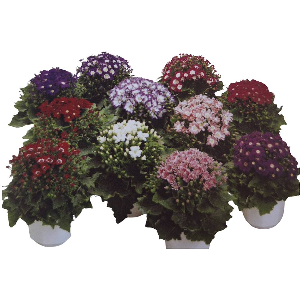 Cinerararia Senecio Cruentus, 20cm, multicolor