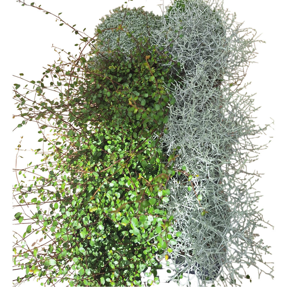 Mix plante verzi de toamna, D 14 cm, H 40 cm