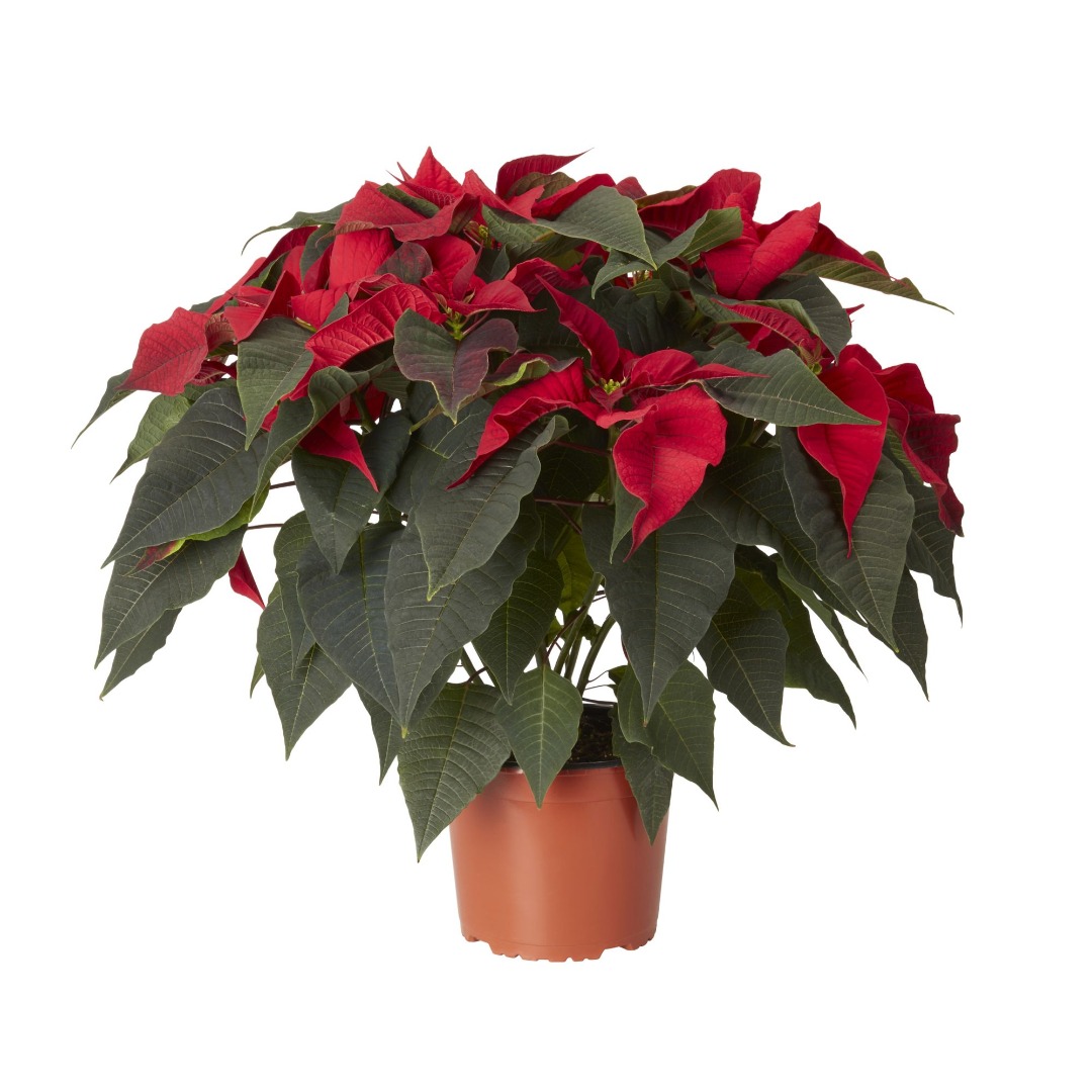 Craciunita, in ghiveci, 14 cm