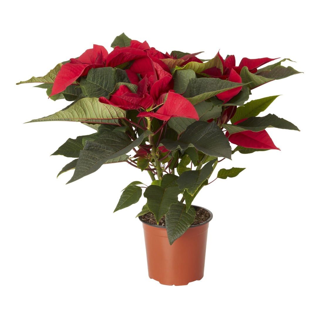 Poinsettia natural, in ghiveci, 19 cm  
