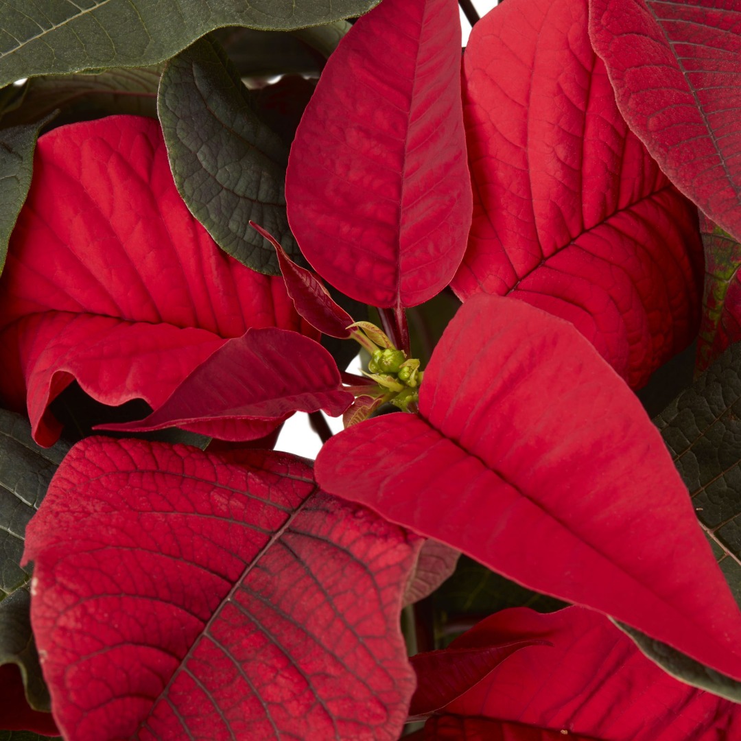 Poinsettia natural, in ghiveci, 19 cm  